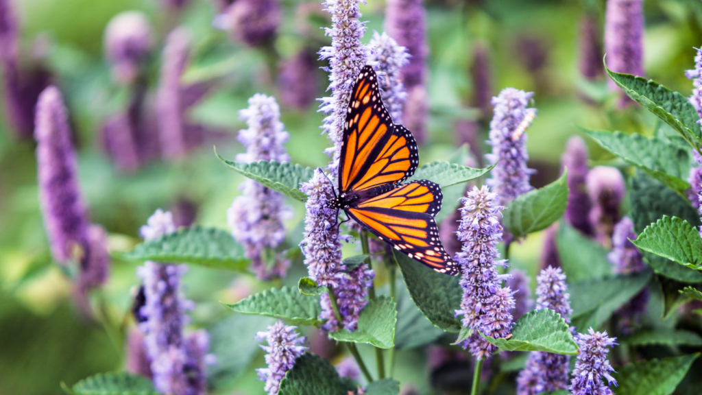 Little Bugs in the Big City: Urban Pollinator Habitat Gardening | Green ...